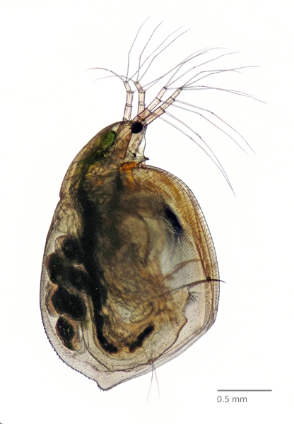 Photo of Simocephalus mixtus by Ian Gardiner